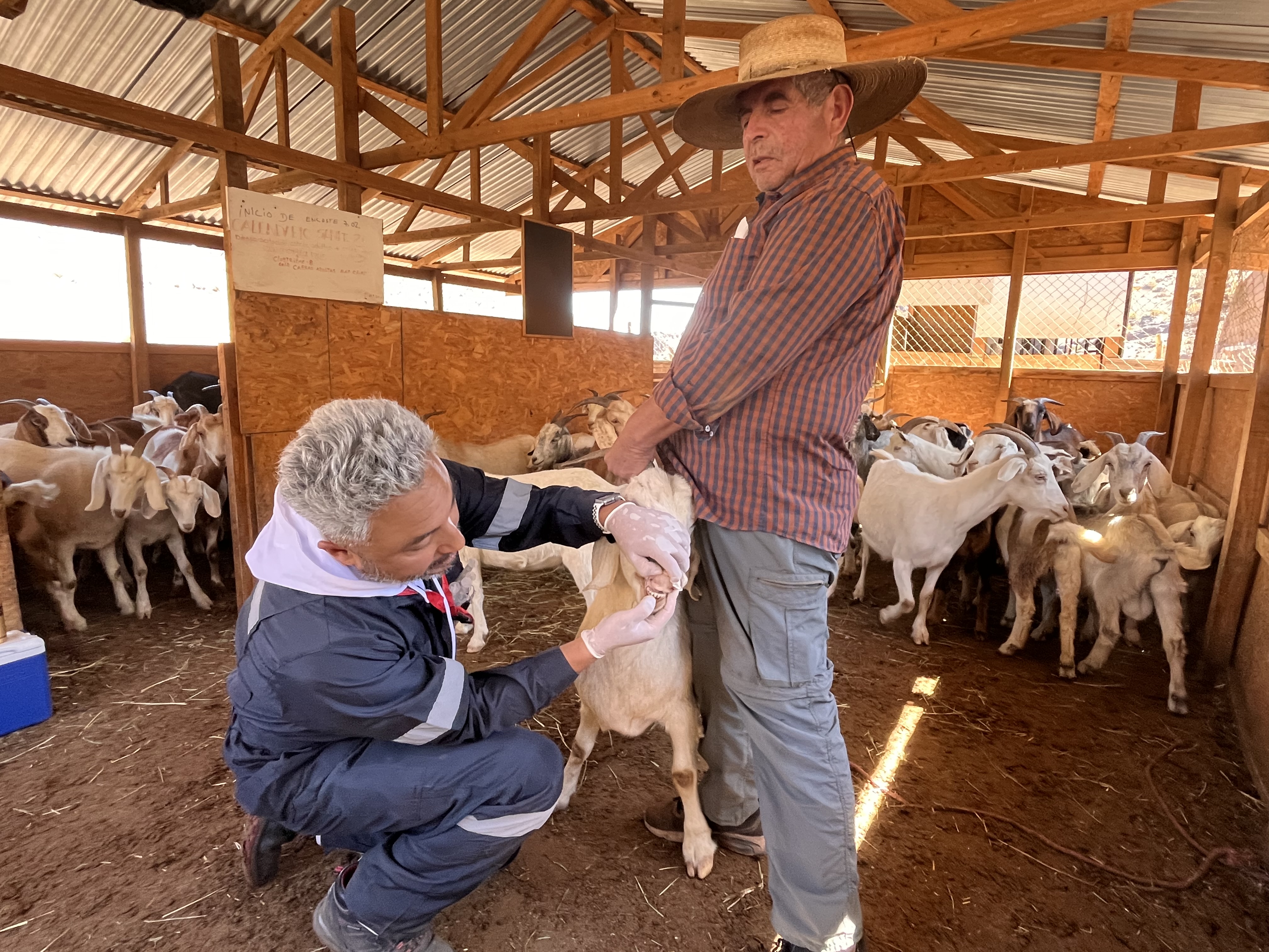CERCA DE 500 FAMILIAS CRIANCERAS DE LA SERENA RECIBIRÁN APOYO VETERINARIO GRATUITO EN TERRENO