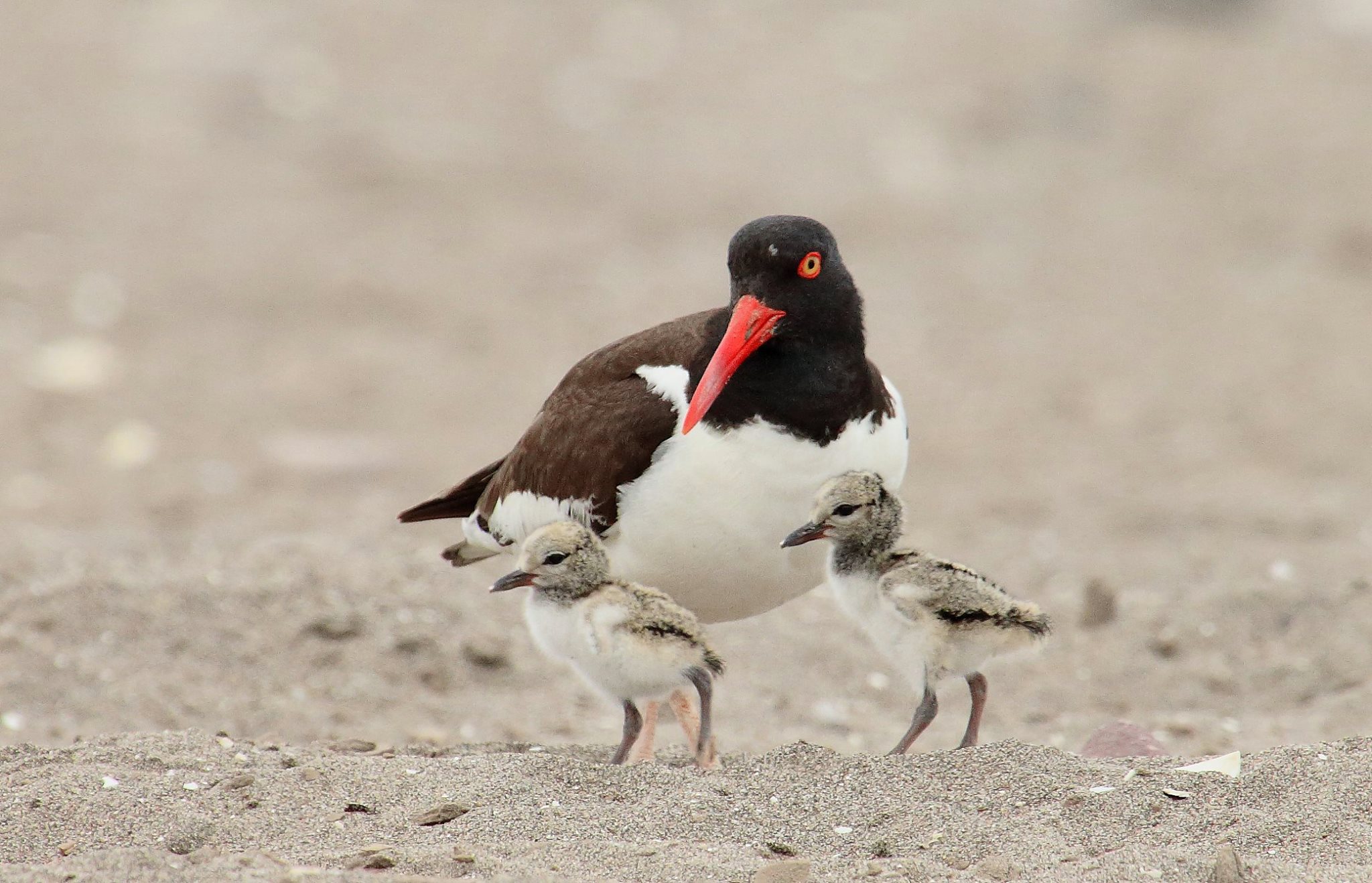 LA SERENA DESTACA COMO REFERENTE NACIONAL EN CONSERVACIÓN DE AVES