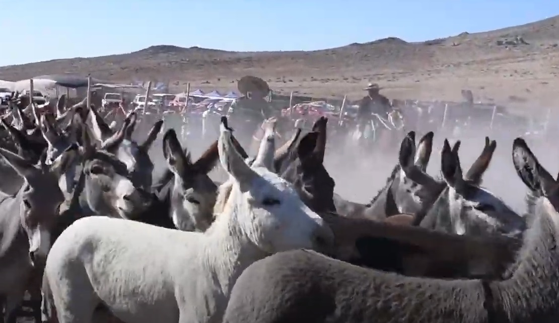 Nueva versión de la Fiesta de El Chaucho en el sector rural de La Serena