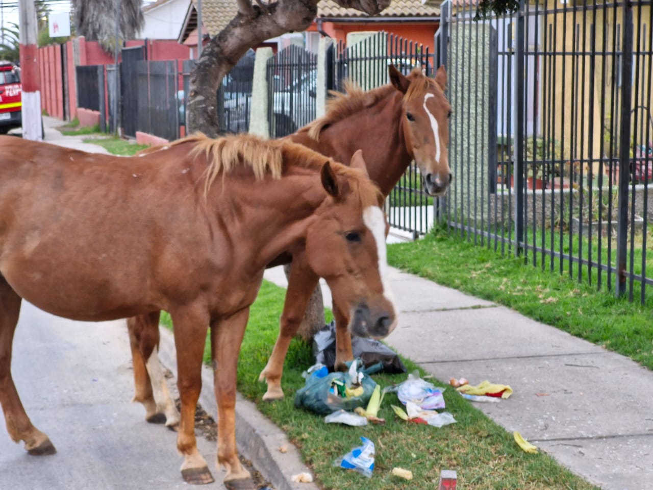 Municipalidad de La Serena interpone querella criminal por maltrato animal